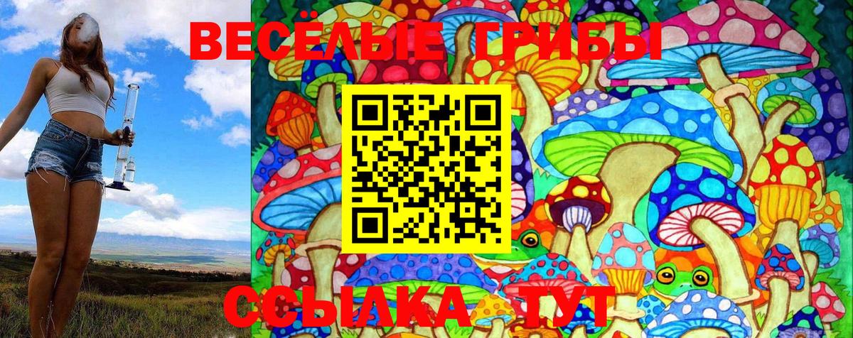 Галлюциногенные грибы Psilocybe Киселёвск